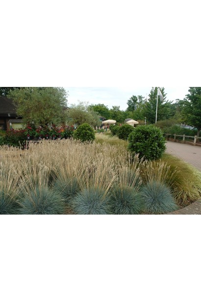 Вівсяниця сиза Інтенсив Блу купити